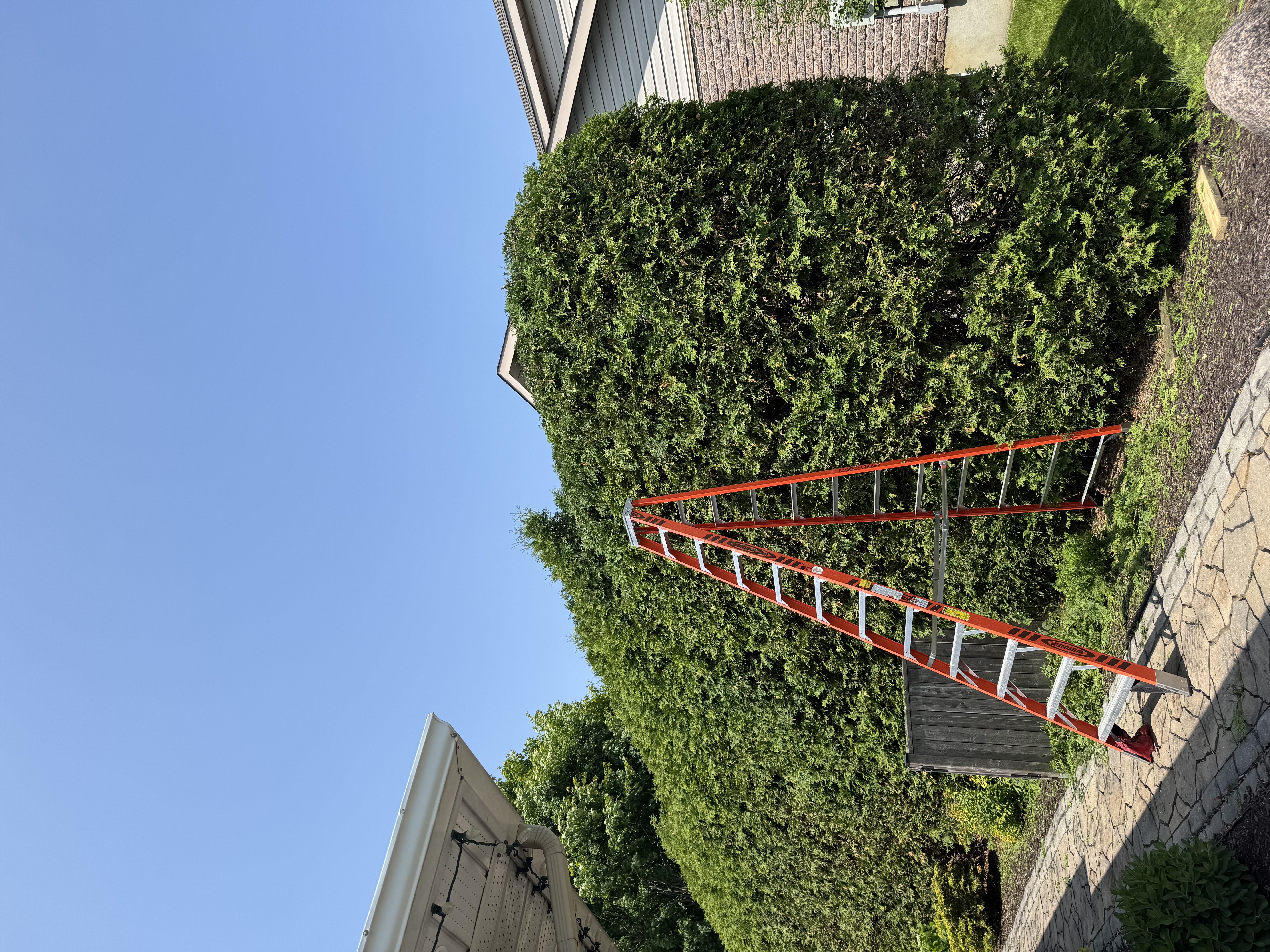 Ladder beside hedge during trimming